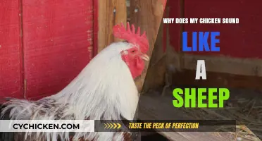 Cluck or Baa? Decoding the Unusual Sounds of Your Chicken