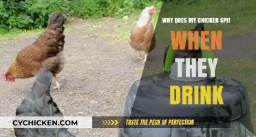 Why Chickens Spit While Drinking: Unraveling the Mystery Behind the Splash