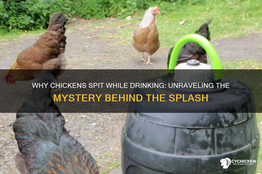 why does my chicken spit when they drink