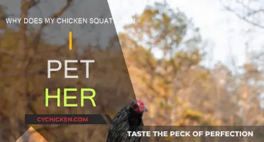 Petting Your Chicken: Why Does She Squat?