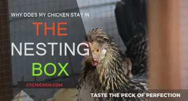 Chicken in the Nesting Box: Why Won't She Leave?