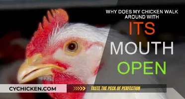 What Does It Mean When Chickens Walk With Mouth Open?