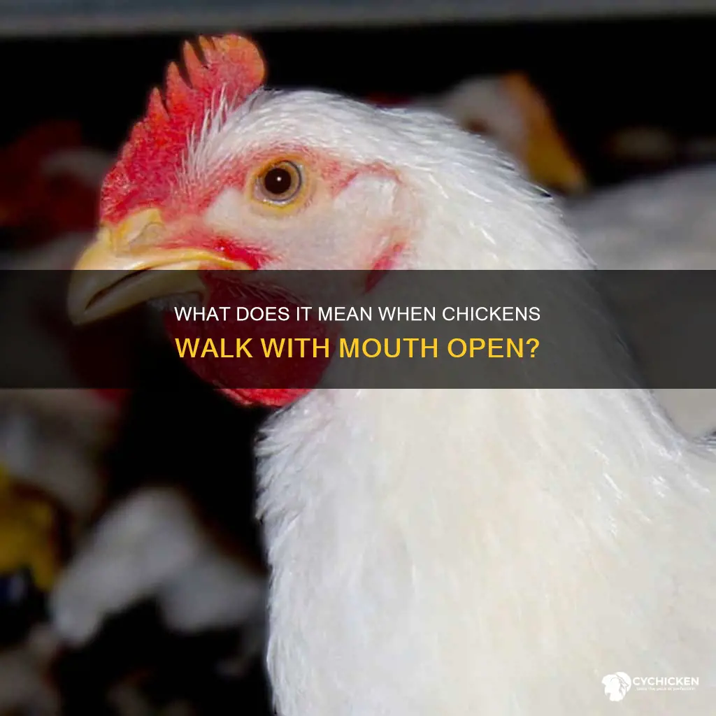 why does my chicken walk around with its mouth open