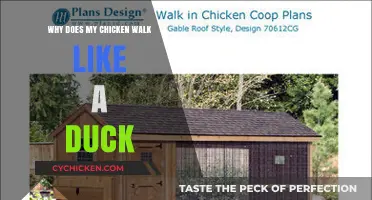 Why Does My Chicken Walk Like a Duck?