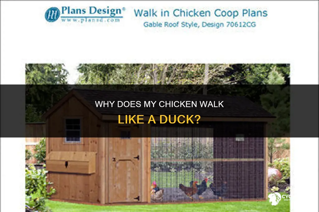 why does my chicken walk like a duck