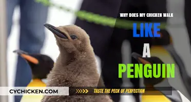 Why Does My Chicken Walk Like a Penguin?