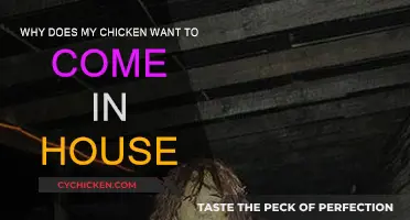 How to Keep Your Chickens from Invading Your Home