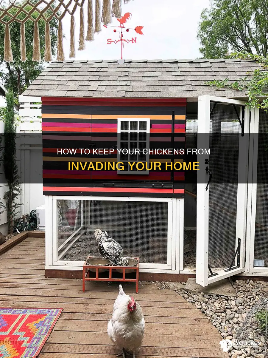 why does my chicken want to come in house