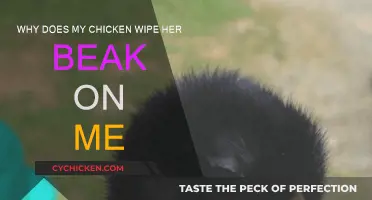 Chicken Beak Wiping: Why Does My Pet Do This?