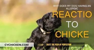 Understanding Your Dog's Chicken Allergy
