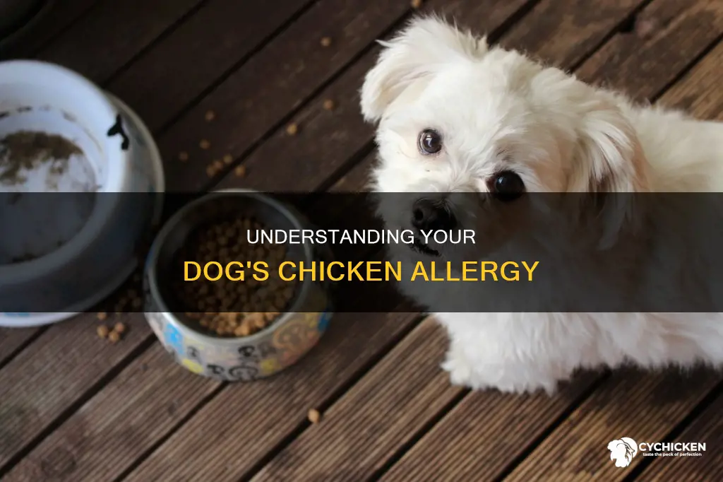 why does my dog having an allergic reaction to chicken