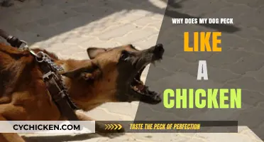 Why Does My Dog Peck Like a Chicken?