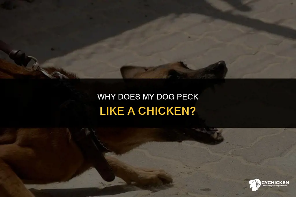 why does my dog peck like a chicken