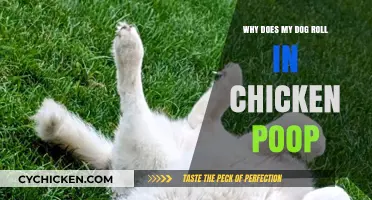 Why Dogs Love Rolling in Chicken Poop: Unraveling the Mystery