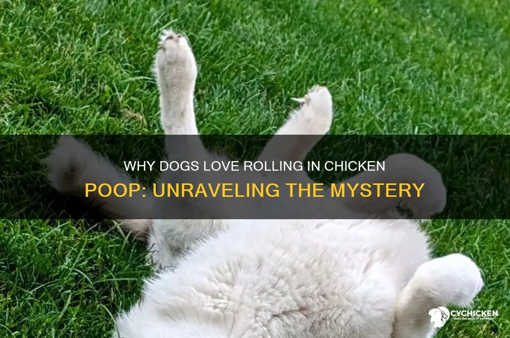 why does my dog roll in chicken poop