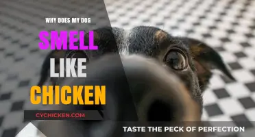 Why Does My Dog Smell Like Chicken? Exploring Canine Cuisine Curiosities