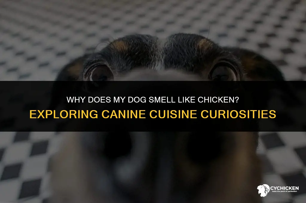 why does my dog smell like chicken