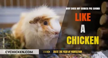 Guinea Pig Chirps: Unraveling the Mystery of Chicken-Like Sounds