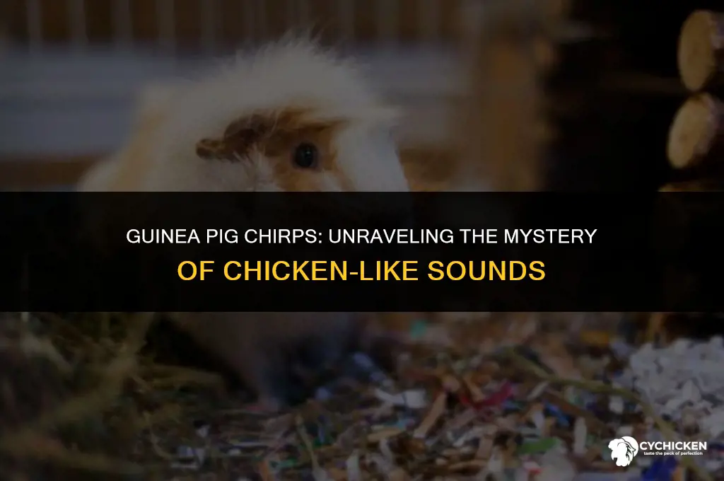 why does my guinea pig sound like a chicken