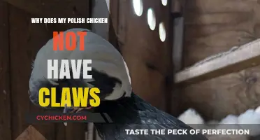 Understanding Why Your Polish Chicken Lacks Claws: Causes and Care Tips