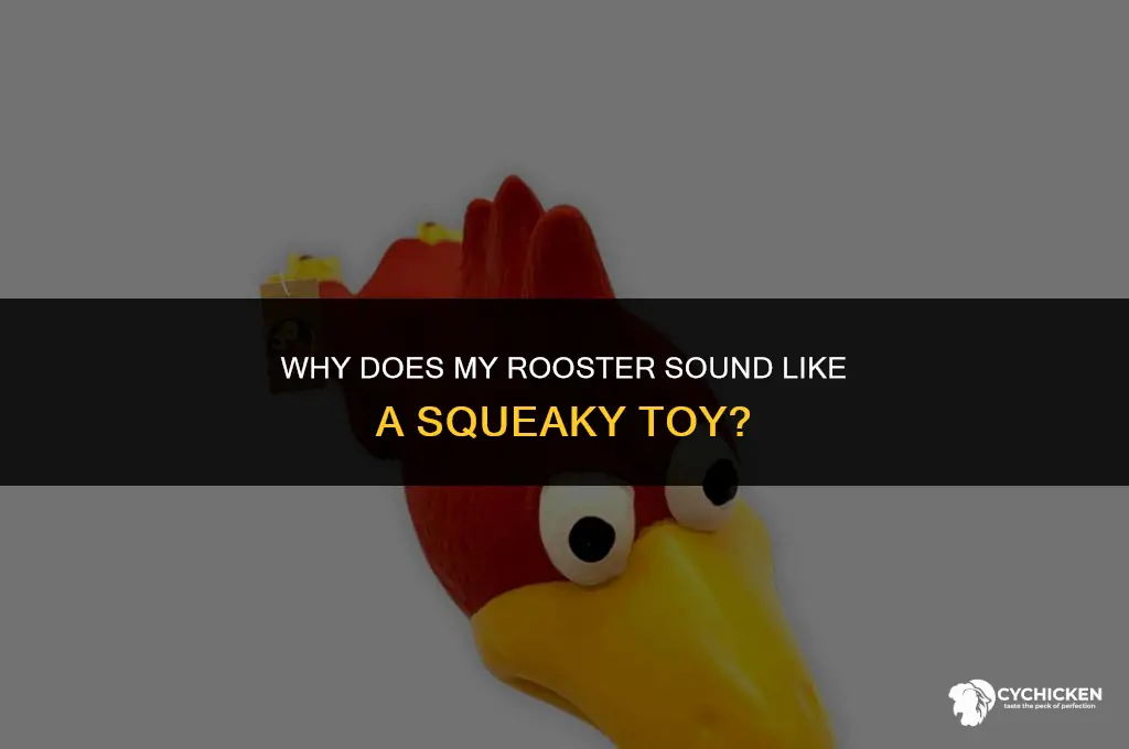 why does my rooster sound like anrubber chicken