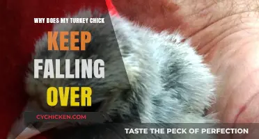 Why Turkey Chicks Fall Over: Causes and Solutions for Healthy Growth
