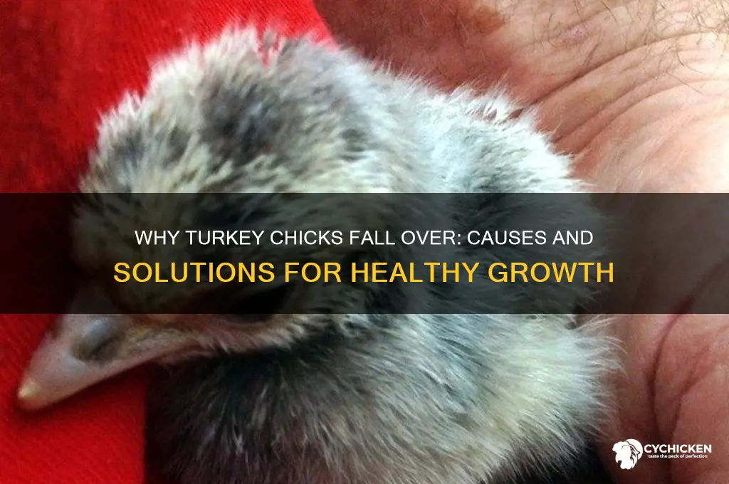 why does my turkey chick keep falling over
