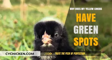 Why Yellow Chicks Develop Green Spots: Causes and Solutions Explained