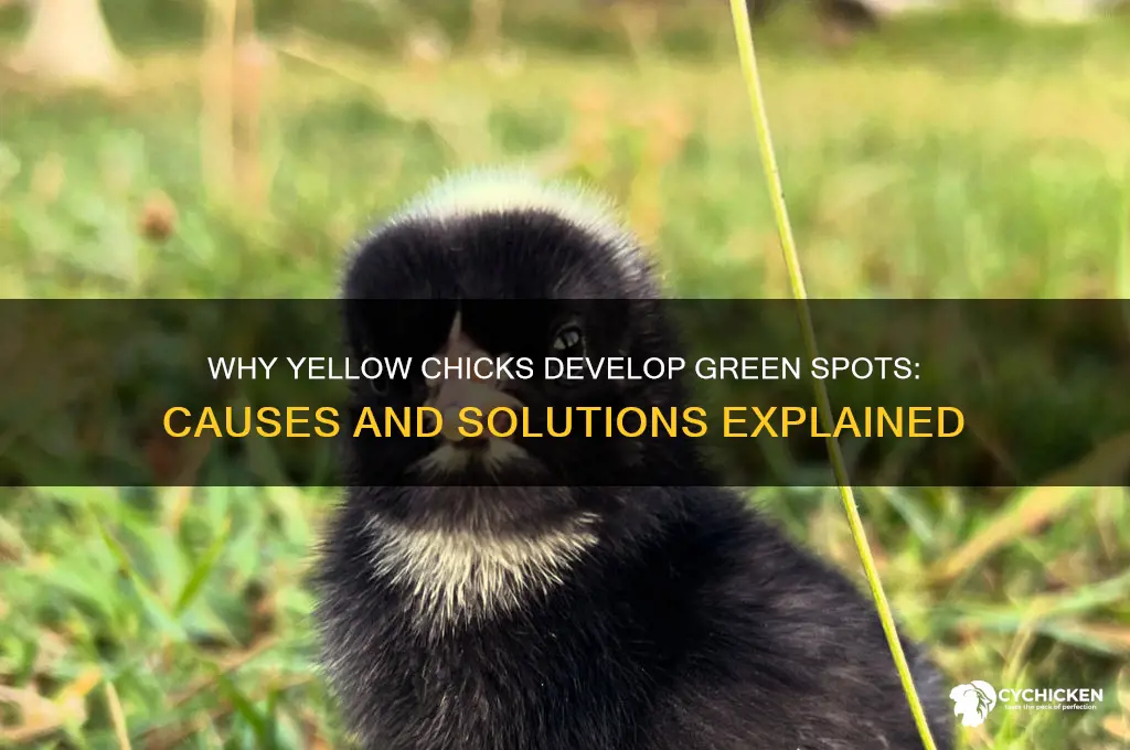 why does my yellow chicks have green spots