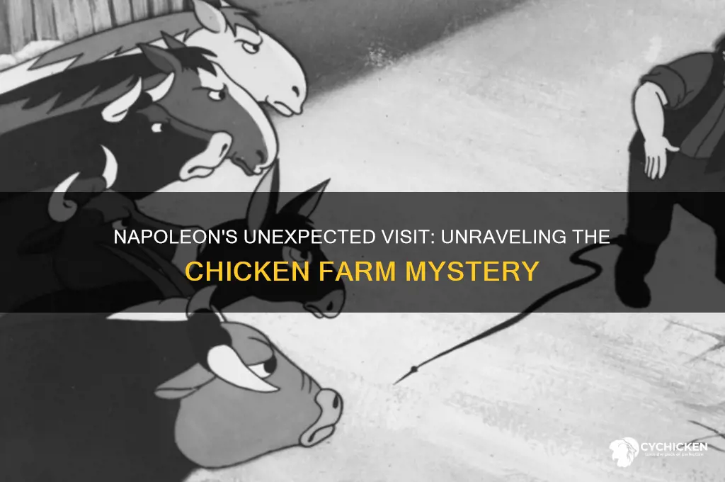 why does napoleon go to the chicken farm