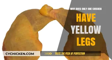 Why Do Only Some Chickens Have Yellow Legs?