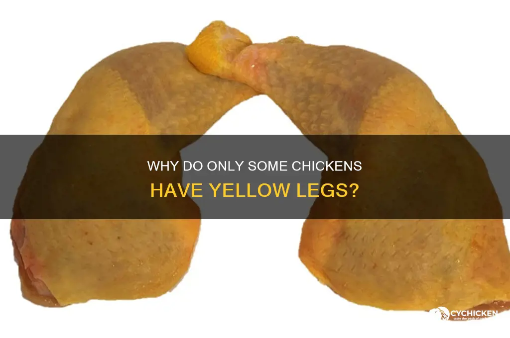 why does only one chicken have yellow legs