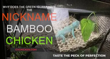 The Green Iguana: Why Bamboo Chicken?