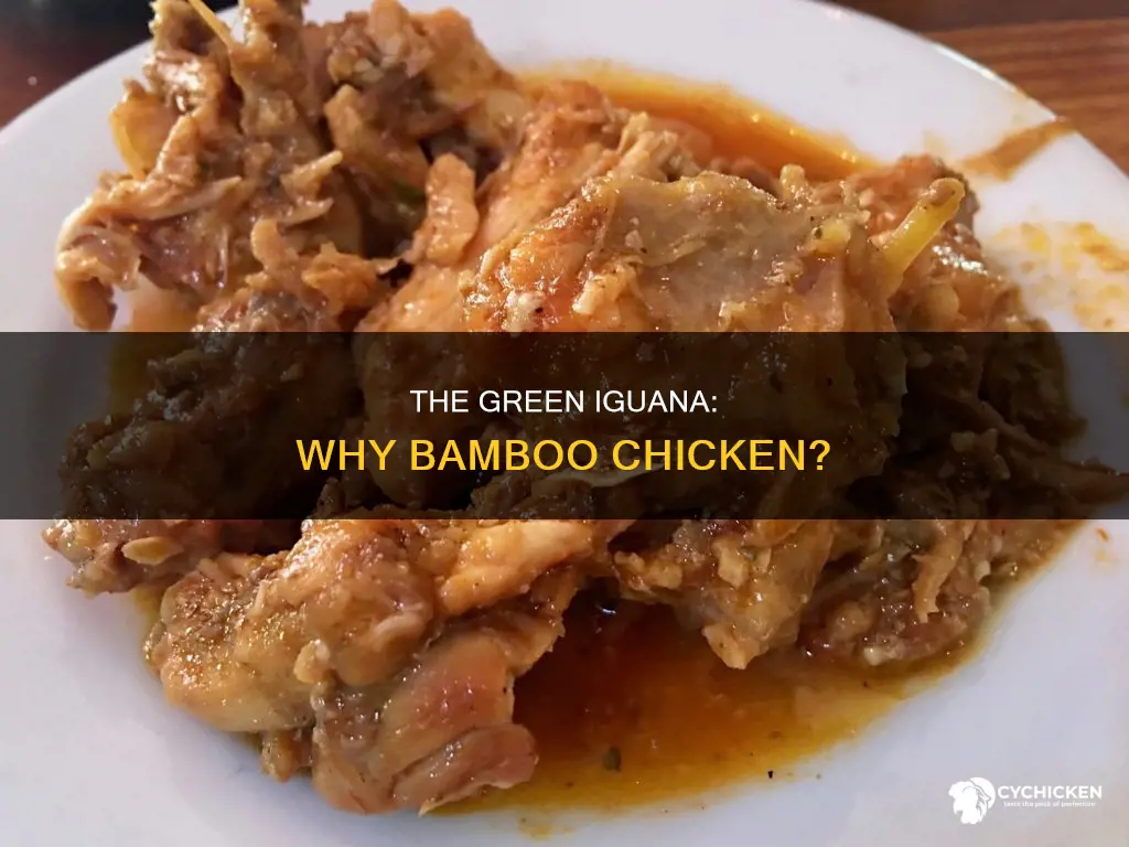 why does the green iguana have the nickname bamboo chicken