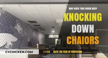 Why This Chick Keeps Knocking Down Chairs: Unraveling the Mystery