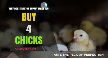 Why Tractor Supply Requires Buying Chicks in Groups of Four