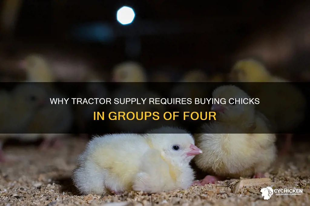why does tractor supply make you buy 4 chicks