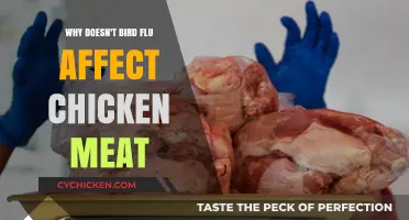 Why Bird Flu Spares Chicken Meat: Unraveling the Mystery