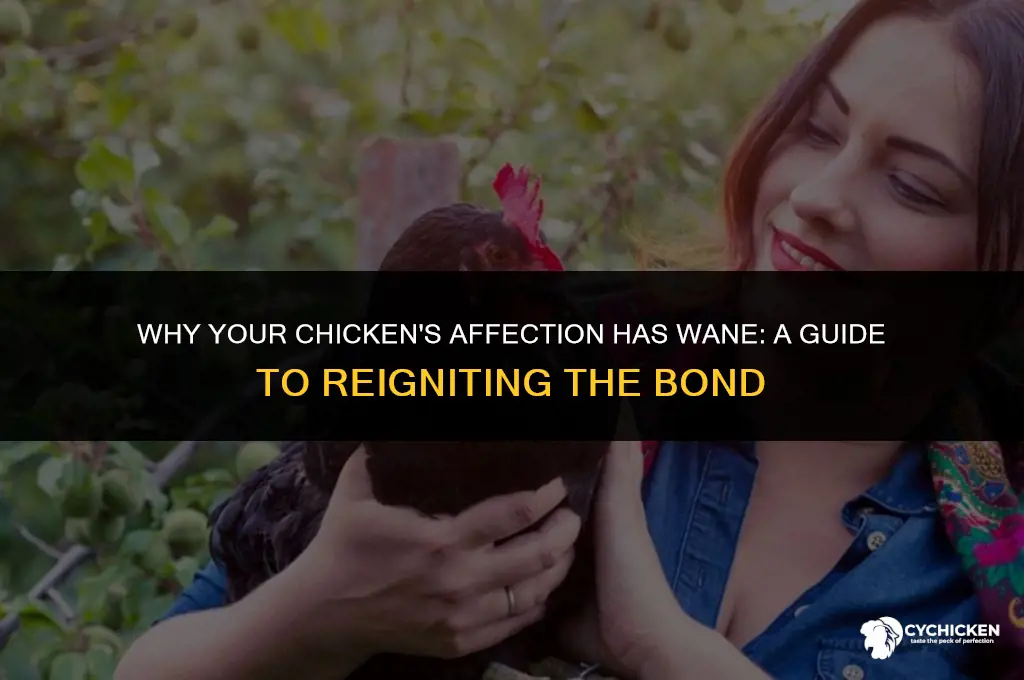 why doesnt my chicken like me anymore