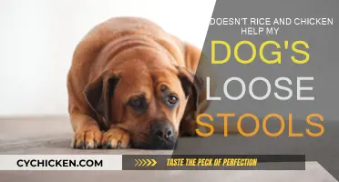 Rice and Chicken: Why Your Dog Still Has Loose Stools