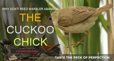 Understanding Reed Warbler's Acceptance of Cuckoo Chicks
