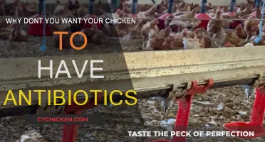 Antibiotics in Chicken: A Recipe for Disaster