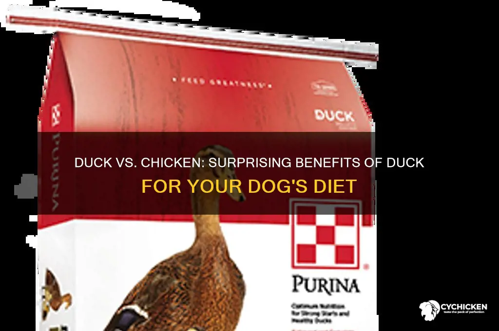 why give a dog duck instead of chicken
