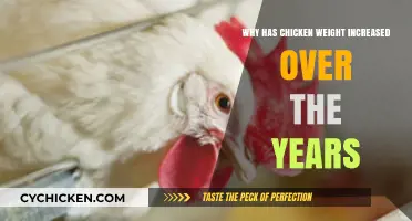 The Surprising Rise in Chicken Weight: Causes and Implications