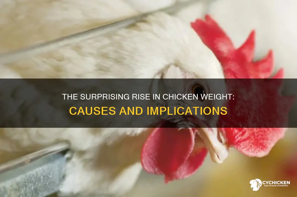 why has chicken weight increased over the years