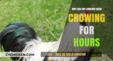Why Your Chicken Crows Nonstop: Understanding Hours-Long Crowing Behavior