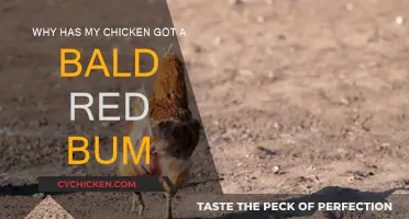 Chicken's Bald Red Bum: What's the Cause?