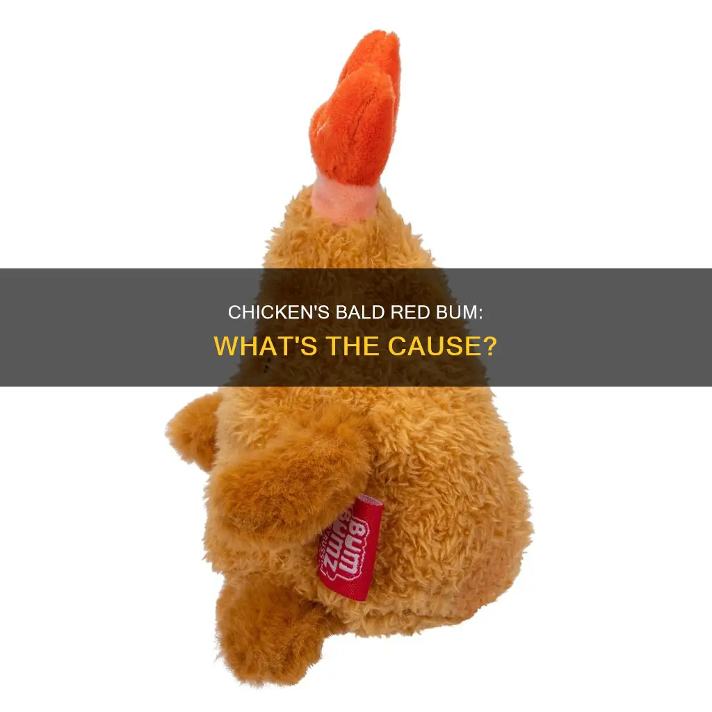 why has my chicken got a bald red bum