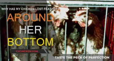 What's Behind My Chicken's Bare Behind?