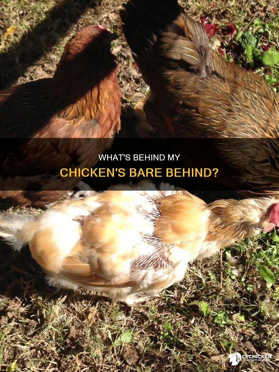 why has my chicken lost feathers around her bottom